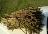 De mange egenskaber af vilde asparges: lækre, antidepressive, energiske, reducere cellulite og rense